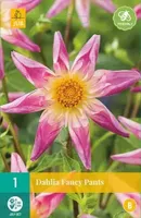 1 Dahlia Fancy Pants - thumbnail