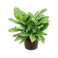 Aglaonema stripes L hydrocultuur plant