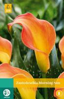 Zantedeschia morning sun JUB 1 bloembol - Jub