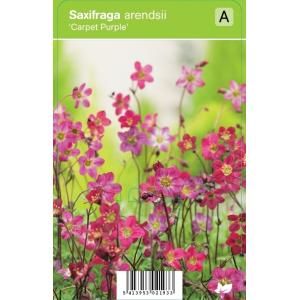 Mossteenbreek (saxifraga arendsii "Carpet Purple") voorjaarsbloeier - 12 stuks