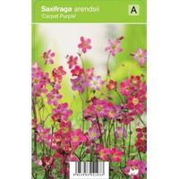 Mossteenbreek (saxifraga arendsii "Carpet Purple") voorjaarsbloeier - 12 stuks - thumbnail