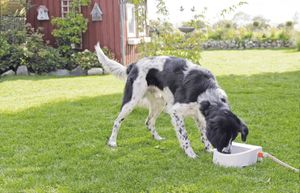 TRIXIE 24395 hond & kat voedings- en watervoorziening Kunststof Wit Automatische drinkbak voor huisdieren