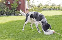 TRIXIE 24395 hond & kat voedings- en watervoorziening Kunststof Wit Automatische drinkbak voor huisdieren - thumbnail