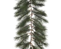 Norway guirlande slinger frosted 270 cm groen/wit - Everlands