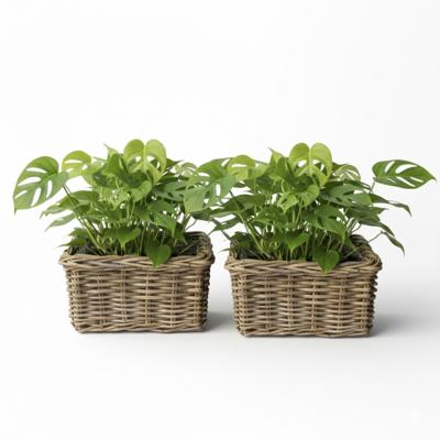 VD Leeden Plantenmand Klassiek - 2x - bruin - rechthoek - 30 x 30 x 15 cm - rotan - gevlochten riet VD Leeden Plantenmand Klassiek - 2x - bruin - rechthoek - 30 x 30 x 15 cm - rotan - gevlochten riet