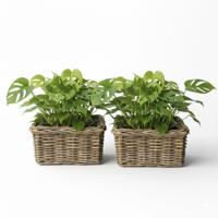 VD Leeden Plantenmand Klassiek - 2x - bruin - rechthoek - 30 x 30 x 15 cm - rotan - gevlochten riet