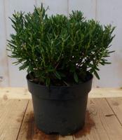 Dopheide Lavendel heide groen blad vaste plant wintergroen Pieris Warentuin Natuurlijk - Warentuin natuurlijk