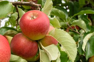 Hoogstam dikke Appelboom