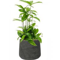 Plant in Pot Dracaena Surculosa 55 cm kamerplant in Rough Black Washed 23 cm bloempot - thumbnail