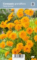 Vips Coreopsis grandiflora Early Sunrise - Meisjesogen