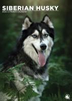 Siberian Husky A3 Kalender 2026