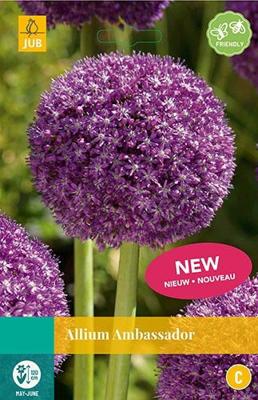 Allium Ambassador 1 bol - Jub