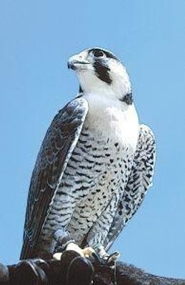 Peregrine falcon (slechtvalk)