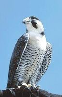 Peregrine falcon (slechtvalk)