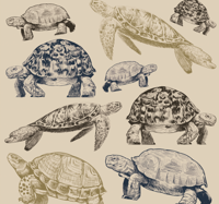 Slaapkamer behang met schildpadden beige achtergrond