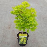 Japanse esdoorn (Acer shirasawanum "Aureum") heester - 25-30 cm - 1 stuks