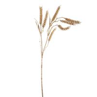 PTMD kunsttak tarwe goudkleurig 73 cm | 12 stuks