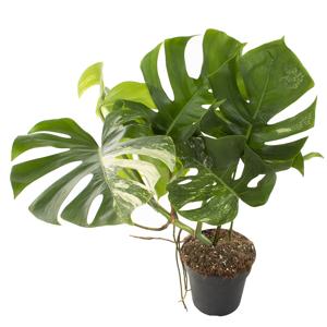 Monstera Variegata (medium wit) - P 19 cm