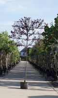 Sierpruim als leiboom Prunus cerasifera Nigra h 320 cm st. omtrek 12 cm st. h 200 cm - Warentuin Natuurlijk - thumbnail