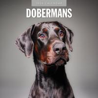 Dobermann Kalender 2026