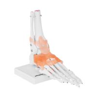 Anatomisch model skeletvoet