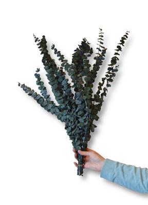 Eucalyptus Baby Blue geprepareerd groen