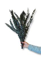 Eucalyptus Baby Blue geprepareerd groen