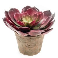 Kunstplant Echeveria pelusida in oude terracotta pot 20 cm   -