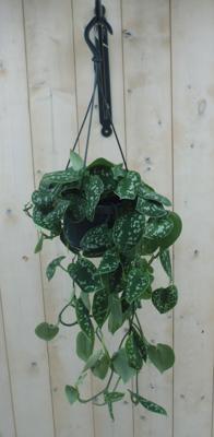 Hangplant Scindapsus - Warentuin natuurlijk