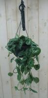 Hangplant Scindapsus - Warentuin natuurlijk