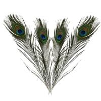 Decoratie pauwenveren - 10x - 25-30 cm - veren - hobby