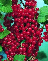 Ribes Rubrum 'Aalbes' - thumbnail