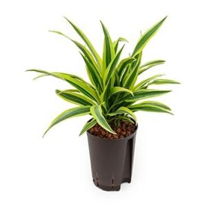 Dracaena lemon lime tumbes hydrocultuur plant