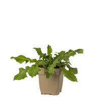 Wilde cichorei vaste plant Griffioen - Griffioen