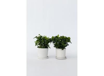 2 Gardenia Jasminoides 'Kaapse Jasmijn'