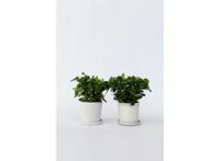 2 Gardenia Jasminoides 'Kaapse Jasmijn'