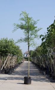 Honingboom Sophora japonica h 350 cm st. omtrek 12 cm - Warentuin Natuurlijk