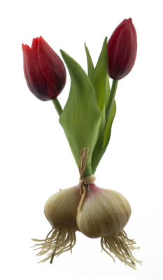 PSO Holland tulip Sally w/bulb red 18 cm kunstbloem - Nova nature