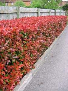 Glansmispelhaag (Photinia fraseri 'Red Robin') 150 - 175 cm