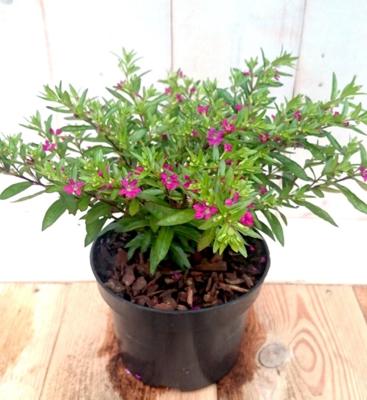 3 stuks! Luciferplant rood - Warentuin natuurlijk