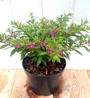 3 stuks! Luciferplant rood - Warentuin natuurlijk