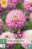 Dahlia Melody Dixie