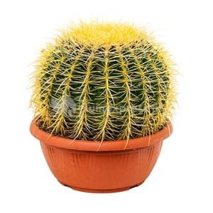 Echinocactus grusonii XS kamerplant