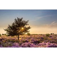 Inductiebeschermer - Heide - 58.3x51.3 cm - thumbnail