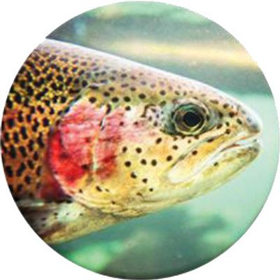 Trout Head Bevestiging