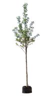 Amberboom worplesdon Liquidambar st. Worplesdon h 450 cm st. omtrek 16 cm - Warentuin Natuurlijk - thumbnail