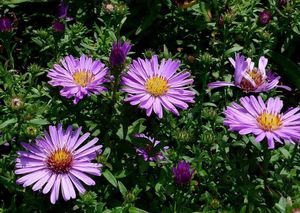 Aster