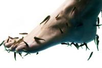 Fish Spa-behandeling Fish Spa-behandeling