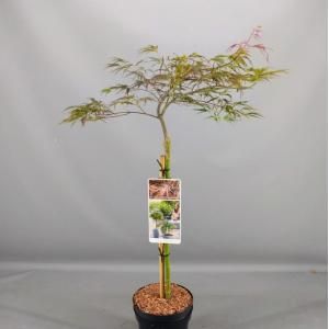 Japanse esdoorn op stam (Acer palmatum "Crimson Queen") heester - 3 stuks
