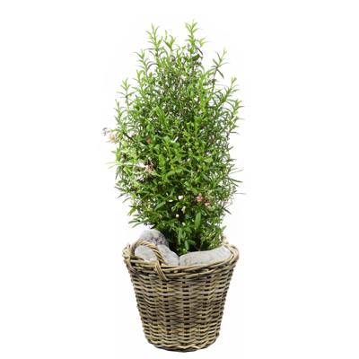 Planten/bloemen mand met hengsels - rotan gevlochten -D30 x H23 cm -plantenpot/plantenmand